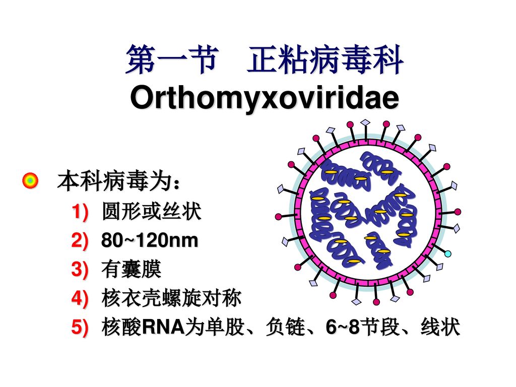 第32章 分节段的负股rna病毒 主要包括以下病毒 正粘病毒科 布尼病毒